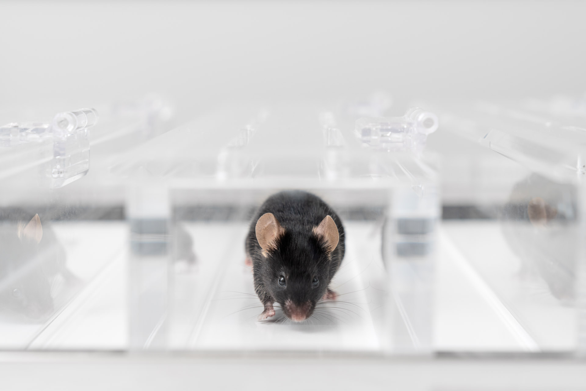 Mus musculus running in an experiment - research photography
