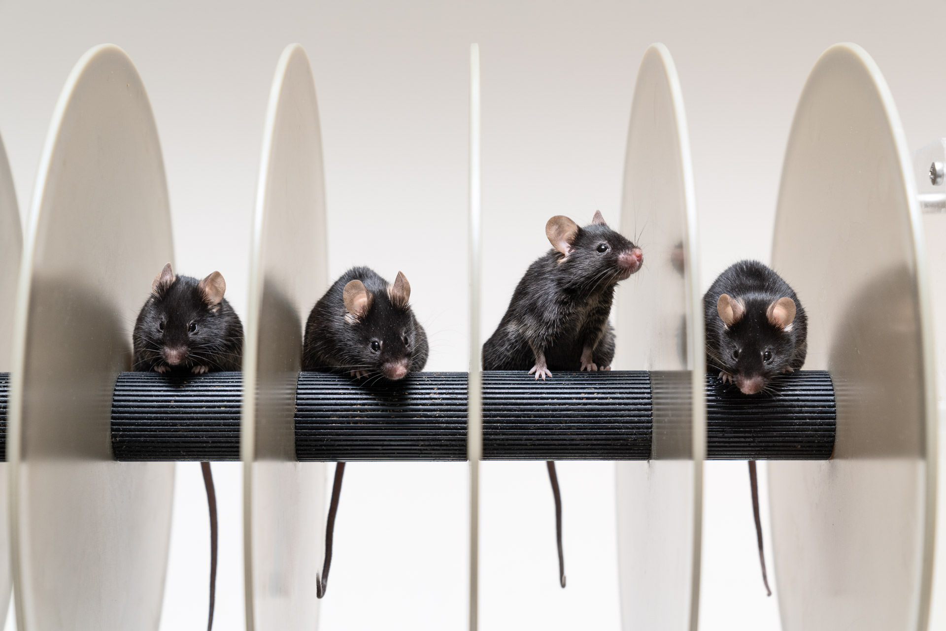 4 mice in research - Science photographer