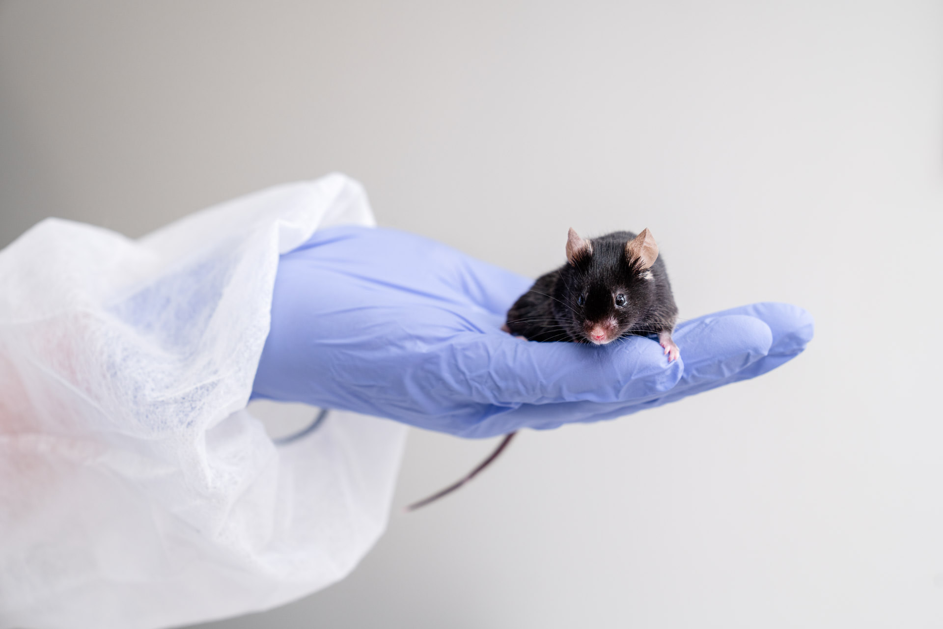 Mouse - Mus musculus on a hand with latex glove. Science photography.