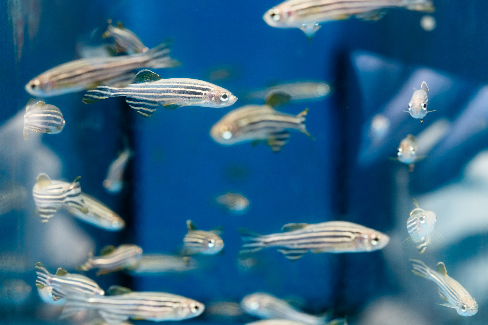 Zebrafish (Danio rerio) is often used in developmental research - photographer Philippe Wiget