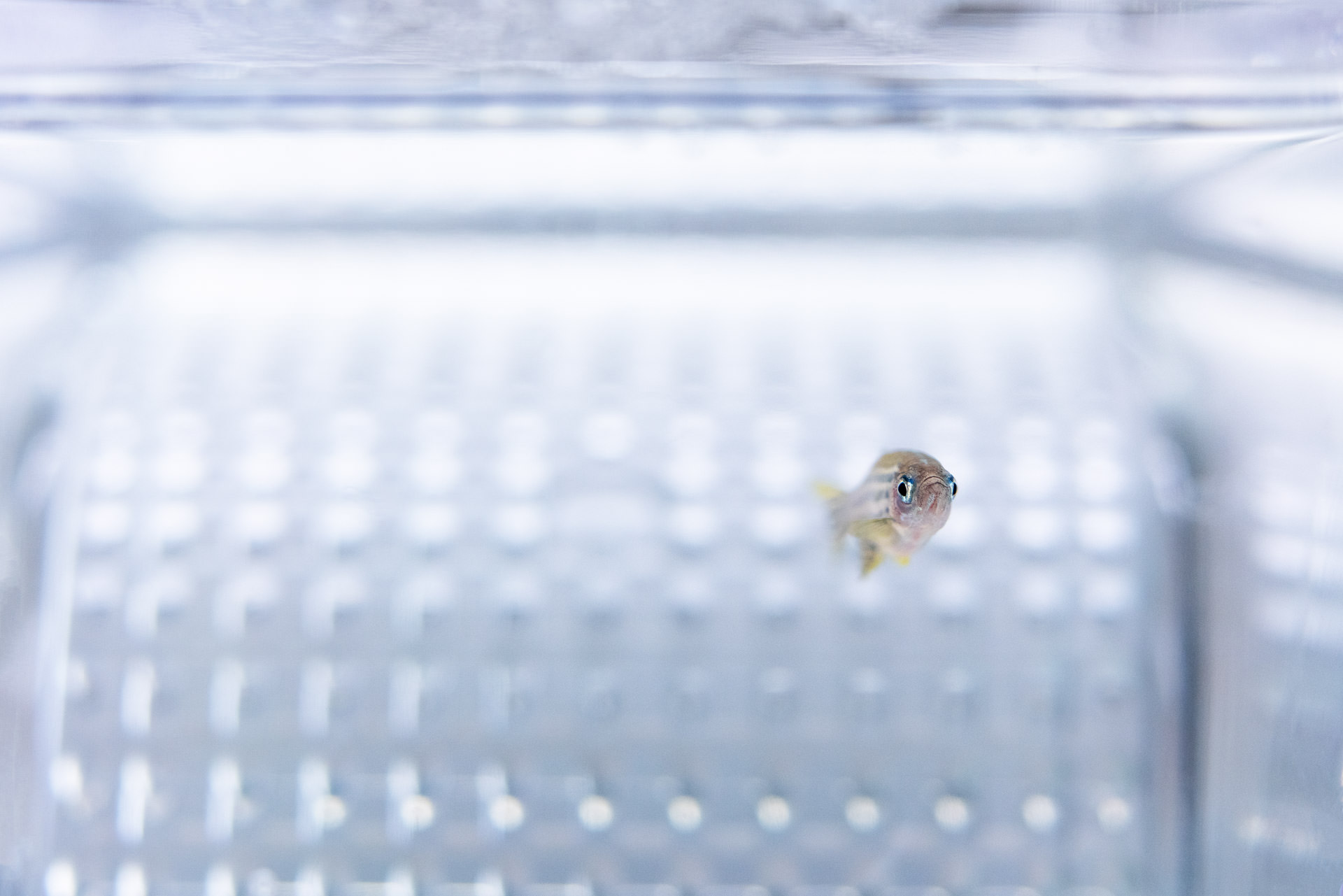 Zebrafisch im Laichbecken - Wissenschaftsfotografie Philippe Wiget - Bildserie Key Visuals Imagebilder