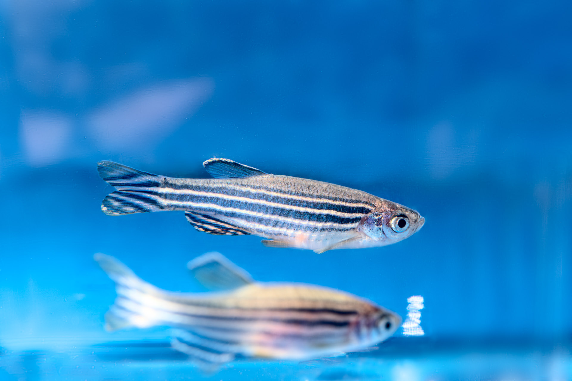 Zebrafish (Danio rerio) a common model organism in research - photographer Philippe Wiget