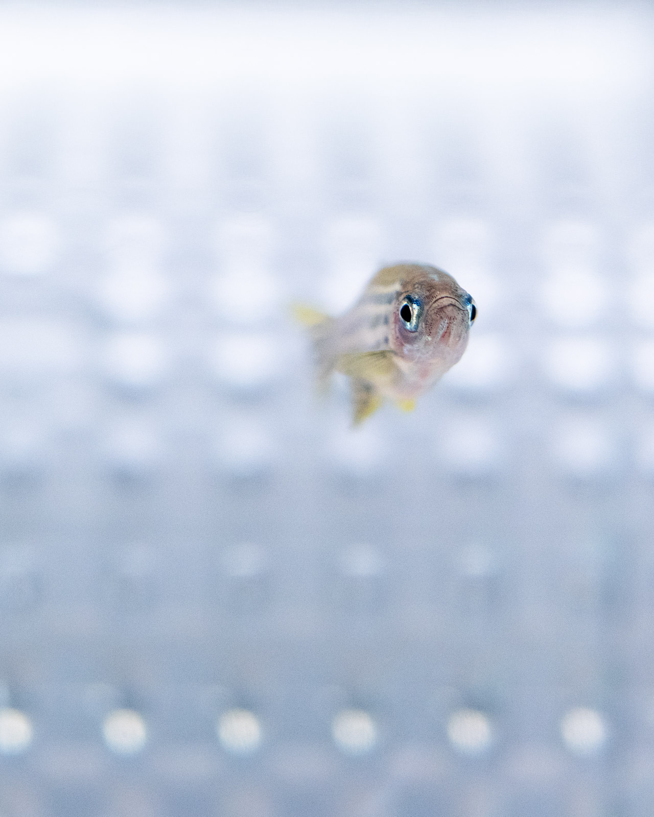 Animal research - Science Photography by Philippe Wiget - Zebrafish